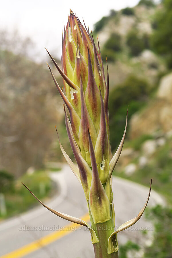 chapparal yucca, budding (Hesperoyucca whipplei) [Highway 178, Sequoia National Forest, Kern County, California]