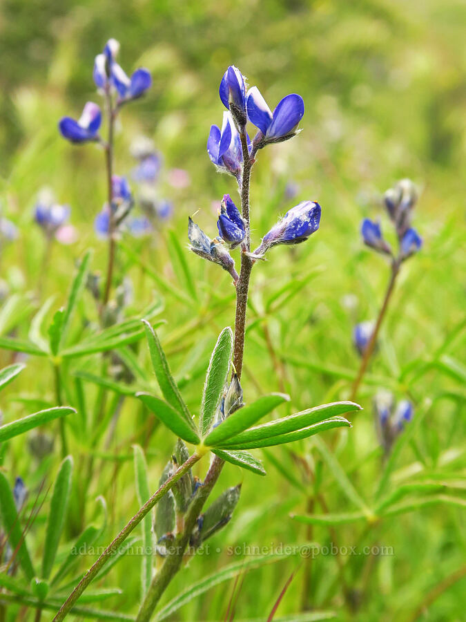 miniature lupine (Lupinus bicolor (Lupinus micranthus var. bicolor)) [Highway 178, Sequoia National Forest, Kern County, California]