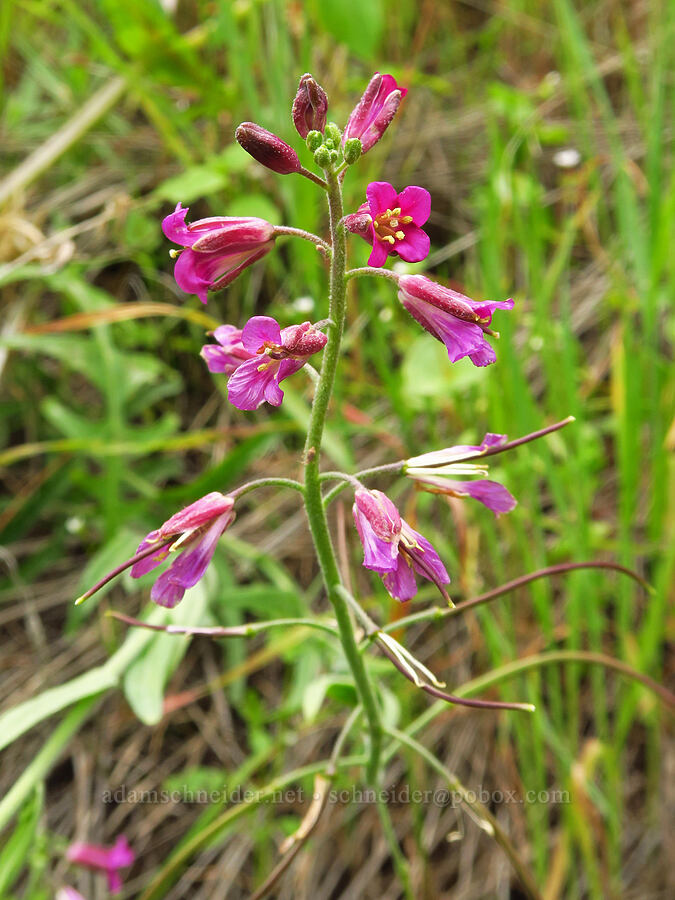 arching rock-cress (Boechera arcuata (Arabis arcuata)) [Highway 178, Sequoia National Forest, Kern County, California]