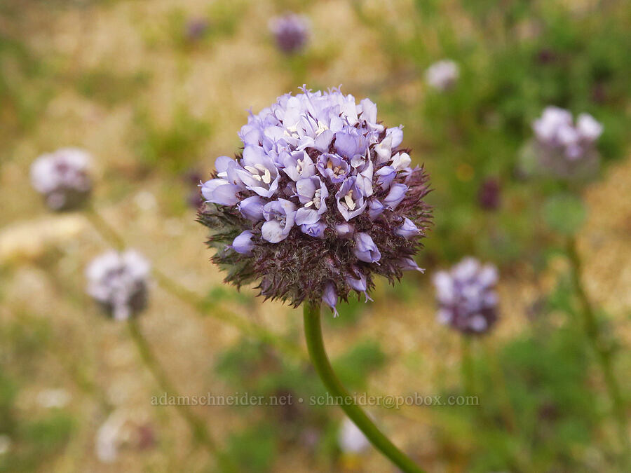 ball gilia (Gilia capitata ssp. abrotanifolia) [Highway 178, Sequoia National Forest, Kern County, California]