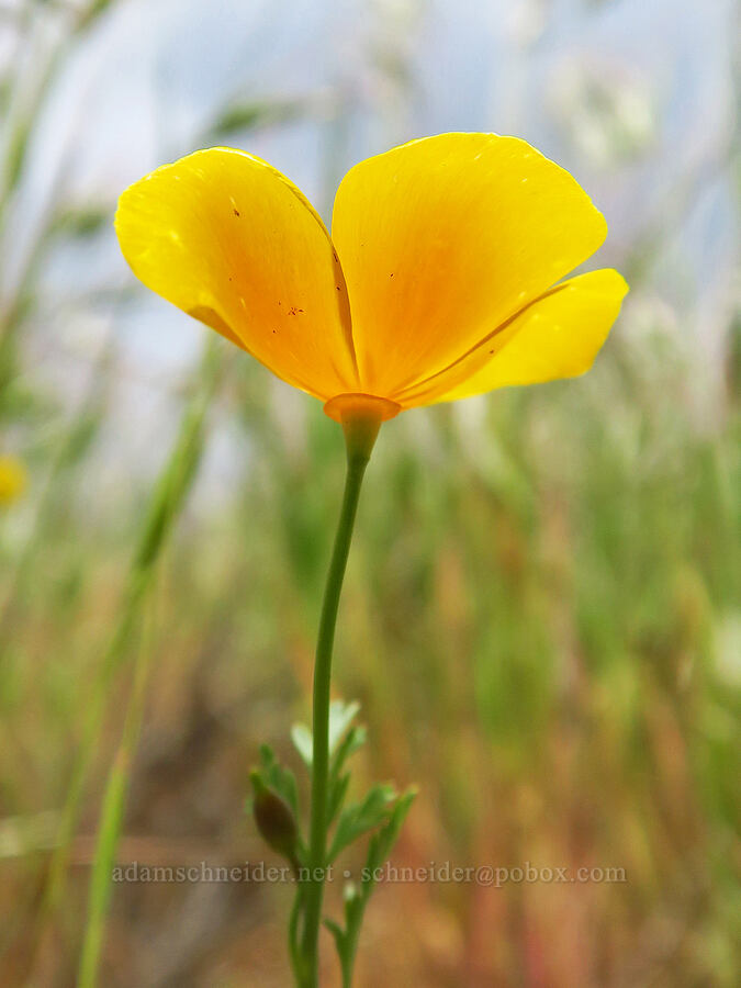 tiny California poppy (Eschscholzia californica) [Highway 178, Sequoia National Forest, Kern County, California]