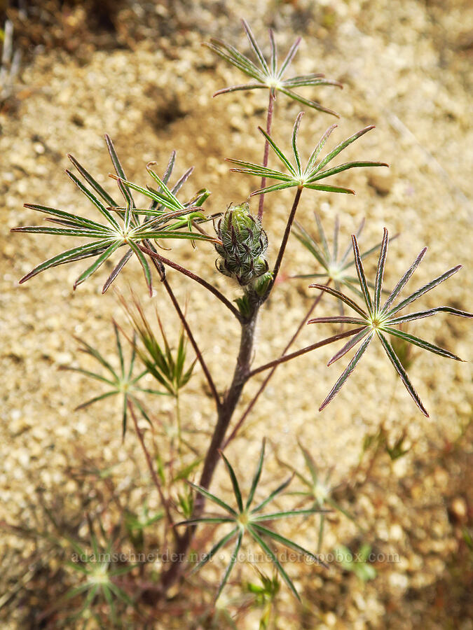 spider lupine, budding (Lupinus benthamii) [Highway 178, Sequoia National Forest, Kern County, California]