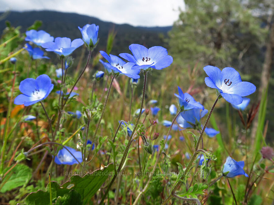 baby-blue-eyes (Nemophila menziesii var. menziesii) [Highway 178, Sequoia National Forest, Kern County, California]