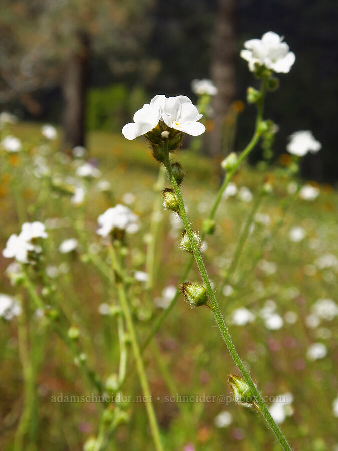 rusty popcorn-flower (Plagiobothrys nothofulvus) [Highway 178, Sequoia National Forest, Kern County, California]