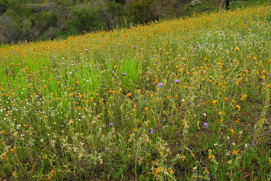 wildflowers (Amsinckia sp., Dipterostemon capitatus (Dichelostemma capitatum), Plagiobothrys nothofulvus) [Highway 178, Sequoia National Forest, Kern County, California]