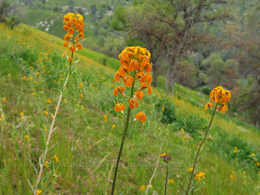 wallflowers (Erysimum capitatum) [Highway 178, Sequoia National Forest, Kern County, California]