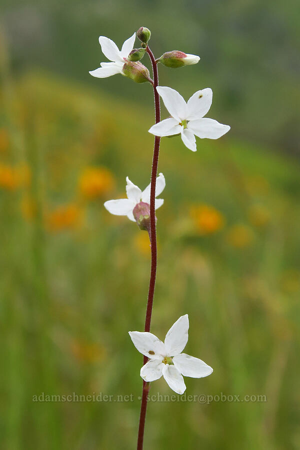 Bolander's woodland star (Lithophragma bolanderi) [Highway 178, Sequoia National Forest, Kern County, California]