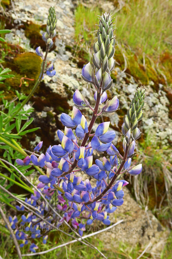 lupine (which?) (Lupinus sp.) [Highway 178, Sequoia National Forest, Kern County, California]