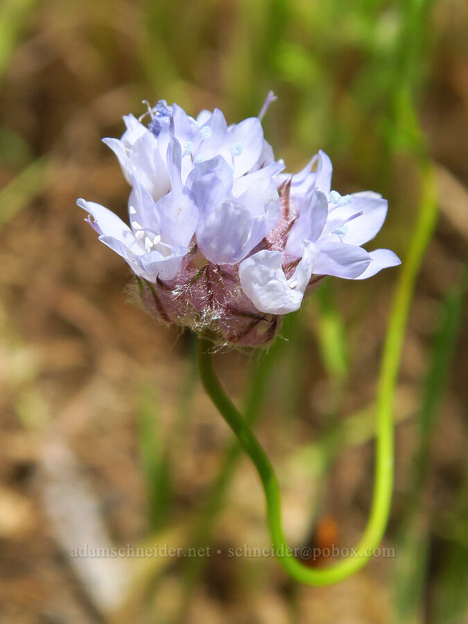 ball gilia (Gilia capitata ssp. abrotanifolia) [Kern River Trail, Sequoia National Forest, Kern County, California]