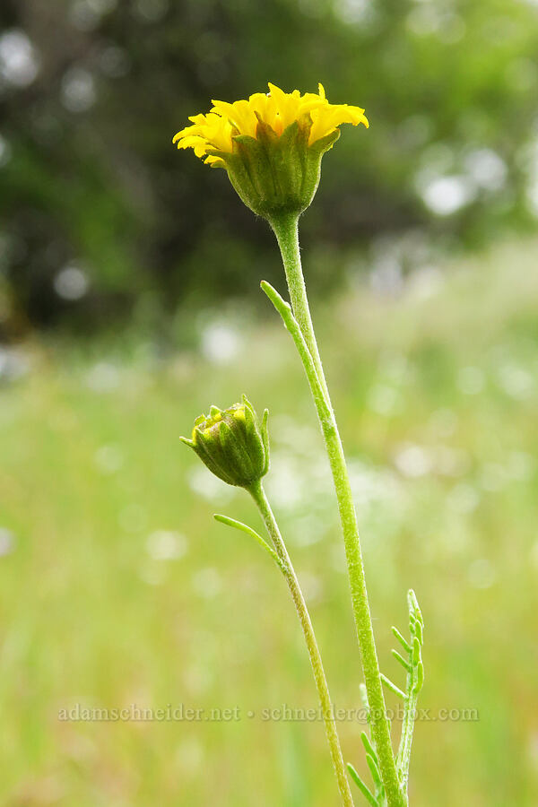 yellow pincushion (Chaenactis glabriuscula) [Kern River Trail, Sequoia National Forest, Kern County, California]