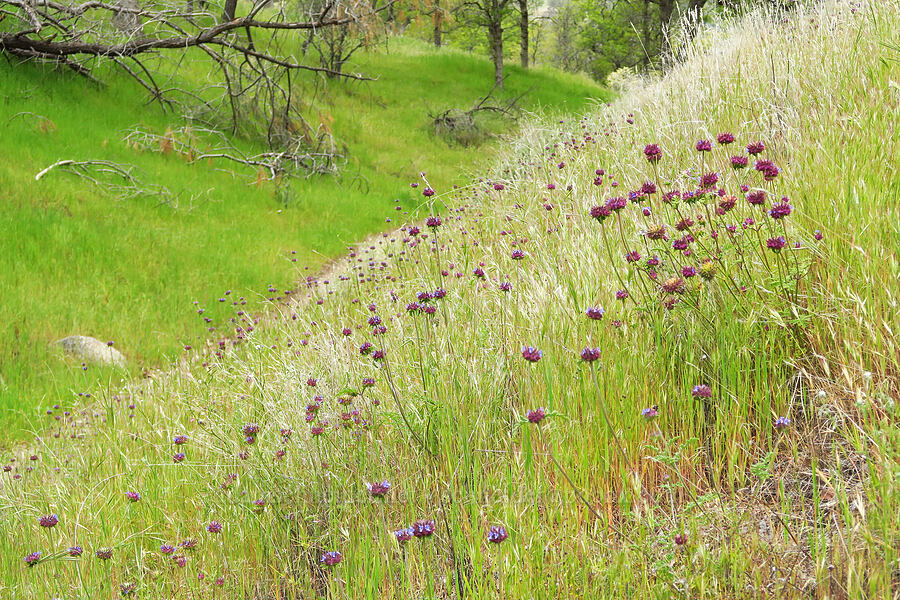 chia sage (Salvia columbariae) [Kern River Trail, Sequoia National Forest, Kern County, California]