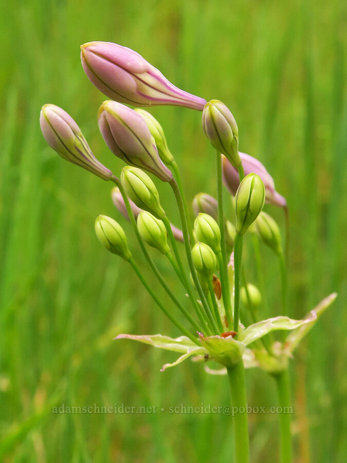 Ithuriel's spear, budding (Triteleia laxa (Brodiaea laxa)) [Kern River Trail, Sequoia National Forest, Kern County, California]