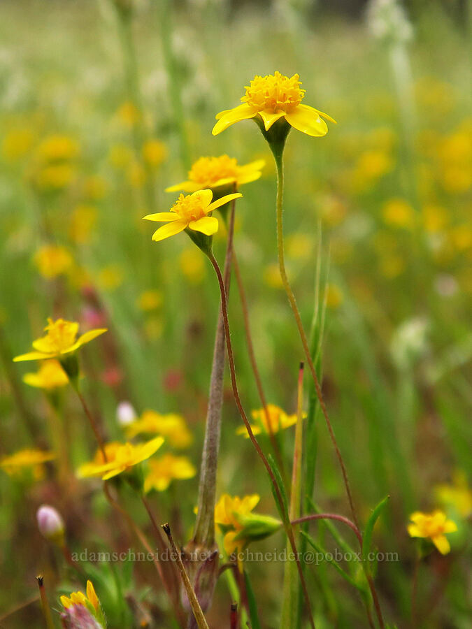 gold-fields (Lasthenia sp.) [Kern River Trail, Sequoia National Forest, Kern County, California]