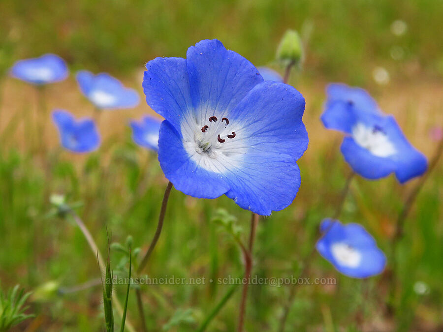 baby-blue-eyes (Nemophila menziesii var. menziesii) [Kern River Trail, Sequoia National Forest, Kern County, California]