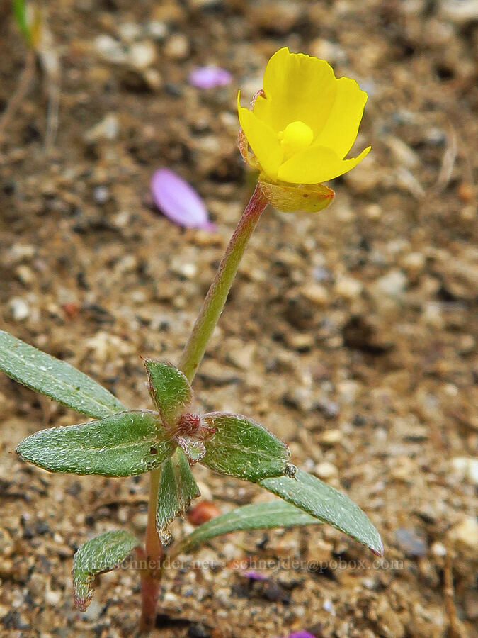 sun-cup (Camissoniopsis sp. (Camissonia sp.)) [Kern River Trail, Sequoia National Forest, Kern County, California]