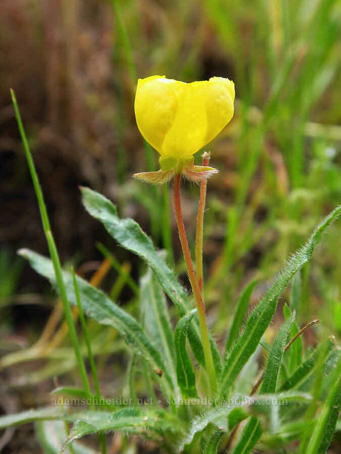 hill sun-cup (Tetrapteron graciliflorum (Camissonia graciliflora)) [Kern River Trail, Sequoia National Forest, Kern County, California]