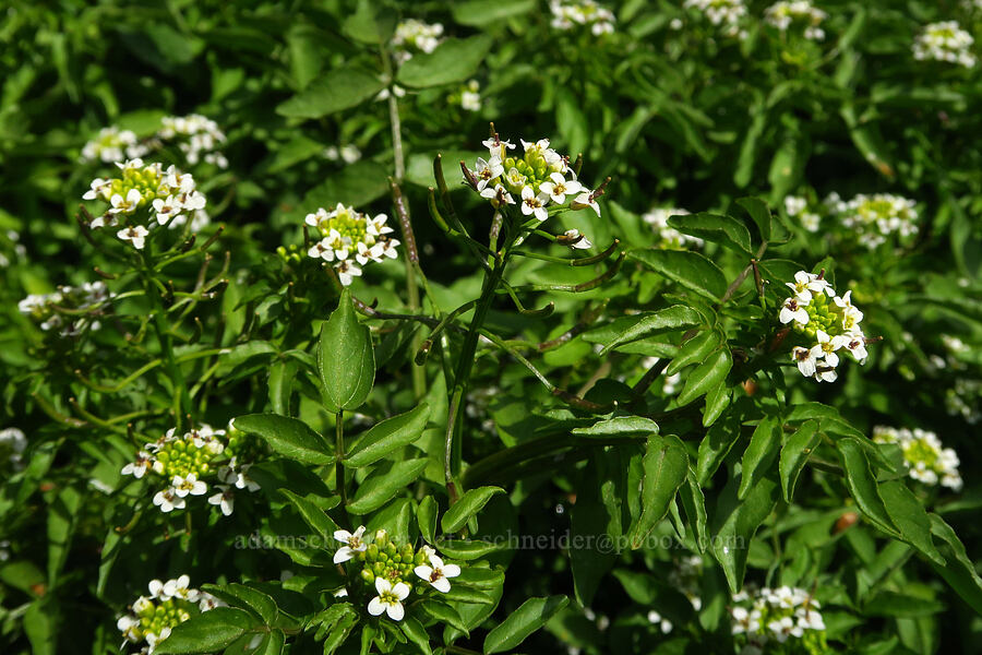 water-cress (Nasturtium officinale) [Sycamore Creek, Sequoia National Forest, Kern County, California]