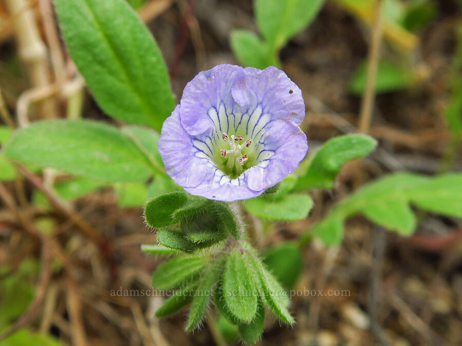 Douglas' phacelia (Phacelia douglasii) [Sycamore Creek, Sequoia National Forest, Kern County, California]