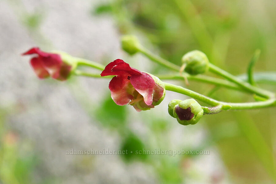 California figwort (Scrophularia californica) [Sycamore Creek, Sequoia National Forest, Kern County, California]