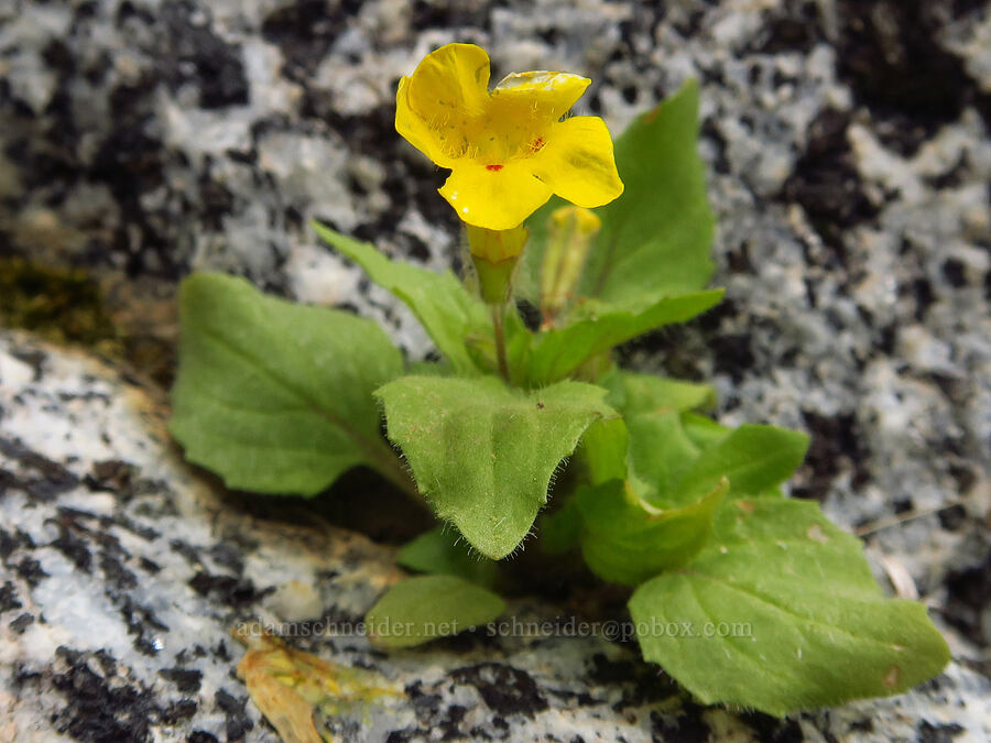 Dudley's monkeyflower on granite (Erythranthe geniculata (Mimulus geniculatus)) [Sycamore Creek, Sequoia National Forest, Kern County, California]