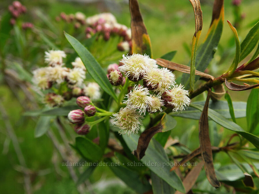 mule-fat (female flowers) (Baccharis salicifolia) [Sycamore Creek, Sequoia National Forest, Kern County, California]