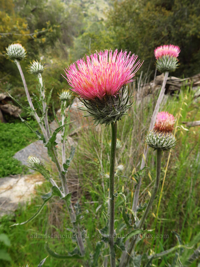 venus thistle (Cirsium occidentale var. venustum) [Sycamore Creek, Sequoia National Forest, Kern County, California]