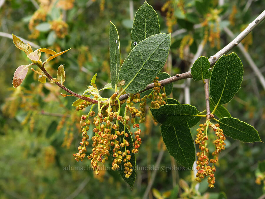 interior live-oak flowers (Quercus wislizeni) [Sycamore Creek, Sequoia National Forest, Kern County, California]