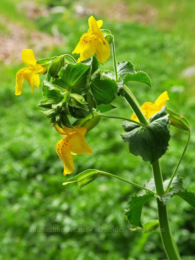 very tall monkeyflower (Erythranthe guttata (Mimulus guttatus)) [Sycamore Creek, Sequoia National Forest, Kern County, California]