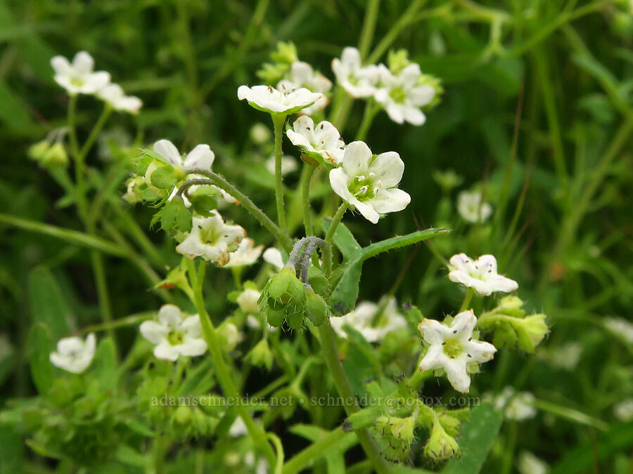 white fiesta-flower (Pholistoma membranaceum) [Delonegha River Access, Sequoia National Forest, Kern County, California]