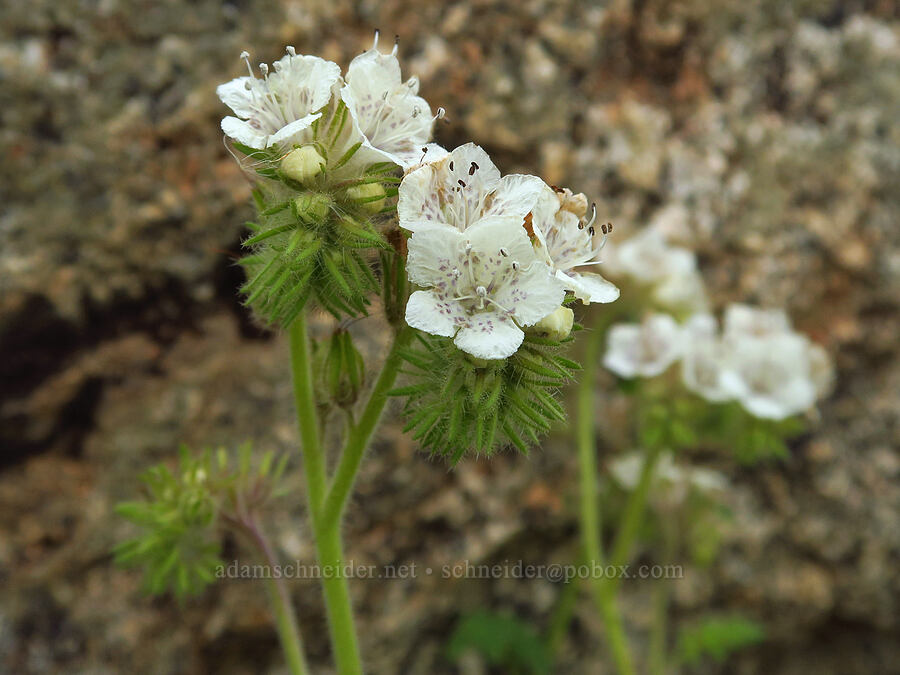 caterpillar phacelia (Phacelia cicutaria) [Delonegha River Access, Sequoia National Forest, Kern County, California]