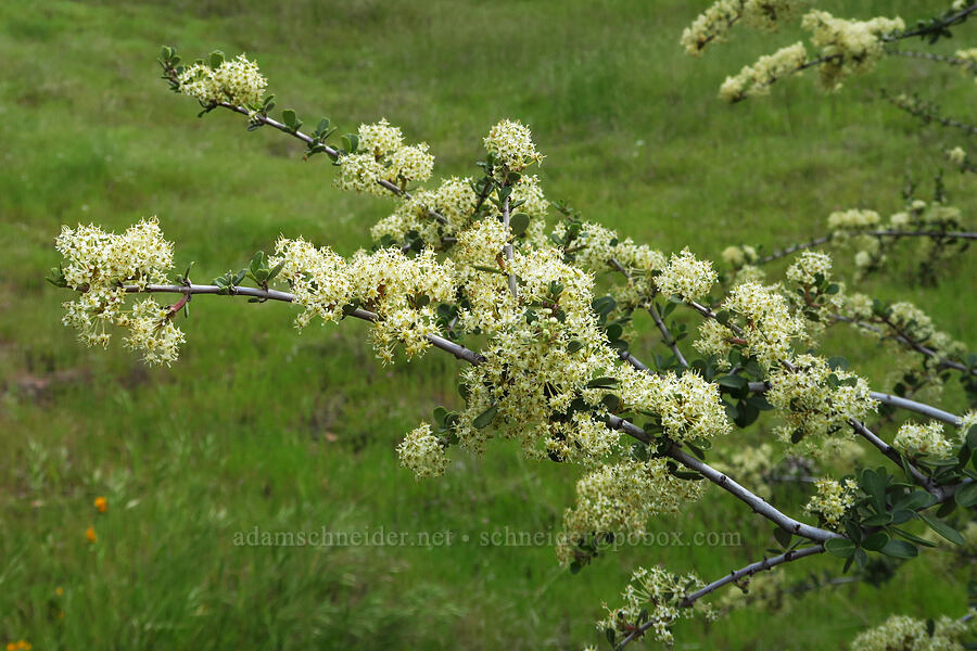 buck-brush (Ceanothus cuneatus) [Mill Creek Trail, Sequoia National Forest, Kern County, California]