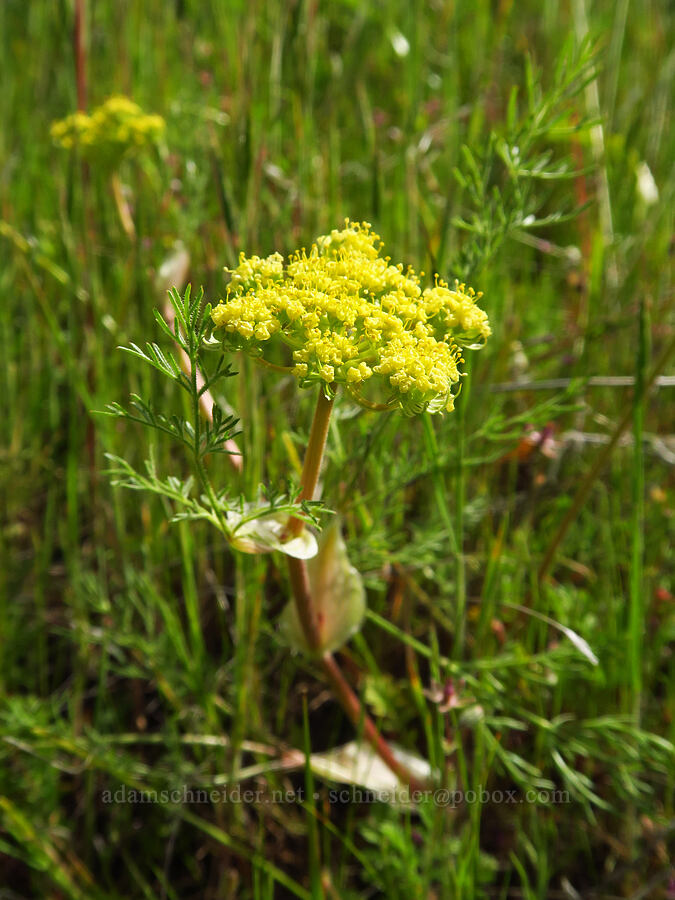 spring-gold desert parsley (Lomatium utriculatum) [Mill Creek Trail, Sequoia National Forest, Kern County, California]