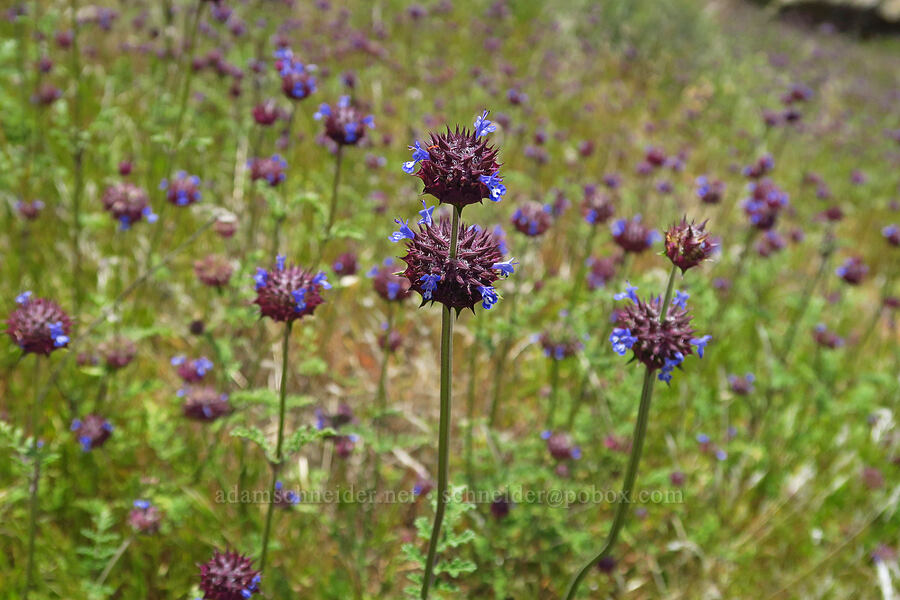 chia sage (Salvia columbariae) [Mill Creek Trail, Sequoia National Forest, Kern County, California]