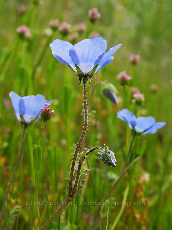 baby-blue-eyes (Nemophila menziesii var. menziesii) [Mill Creek Trail, Sequoia National Forest, Kern County, California]