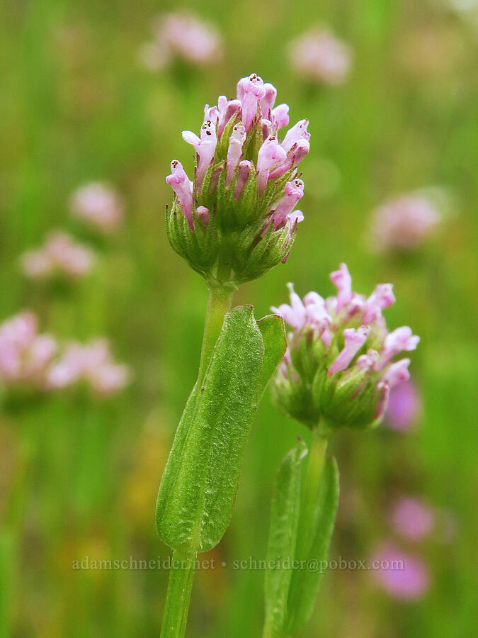 long-spur plectritis (Plectritis ciliosa) [Mill Creek Trail, Sequoia National Forest, Kern County, California]