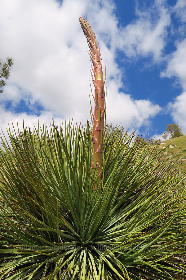 chapparal yucca, budding (Hesperoyucca whipplei) [Mill Creek Trail, Sequoia National Forest, Kern County, California]