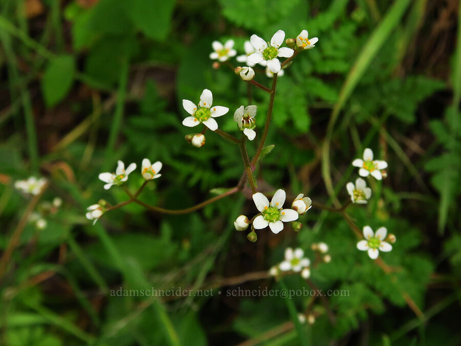 California saxifrage (Micranthes californica (Saxifraga californica)) [Mill Creek Trail, Sequoia National Forest, Kern County, California]