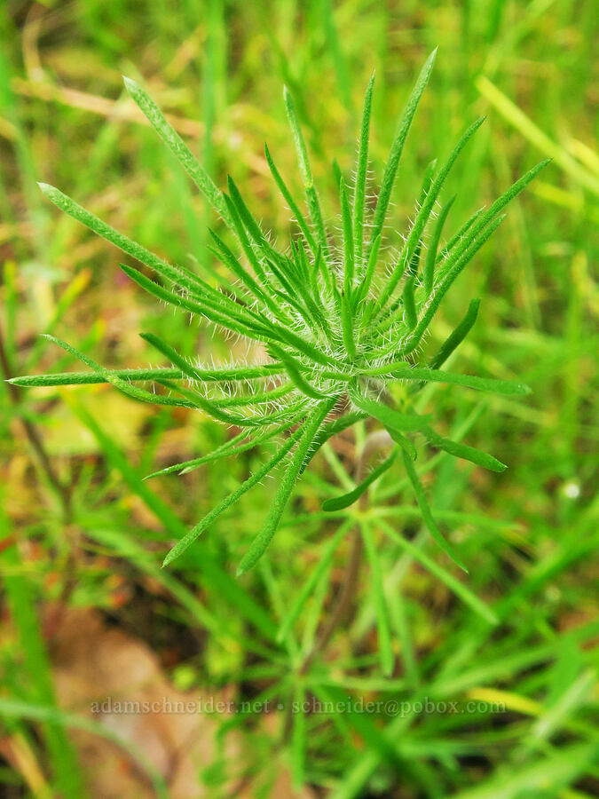 whisker-brush or mustang-clover leaves (Leptosiphon sp.) [Mill Creek Trail, Sequoia National Forest, Kern County, California]