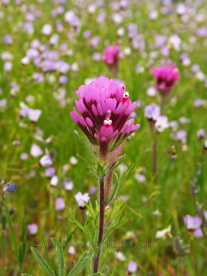 purple owl's-clover & bird's-eye gilia (Gilia tricolor, Castilleja exserta var. exserta (Orthocarpus exsertus)) [Mill Creek Trail, Sequoia National Forest, Kern County, California]