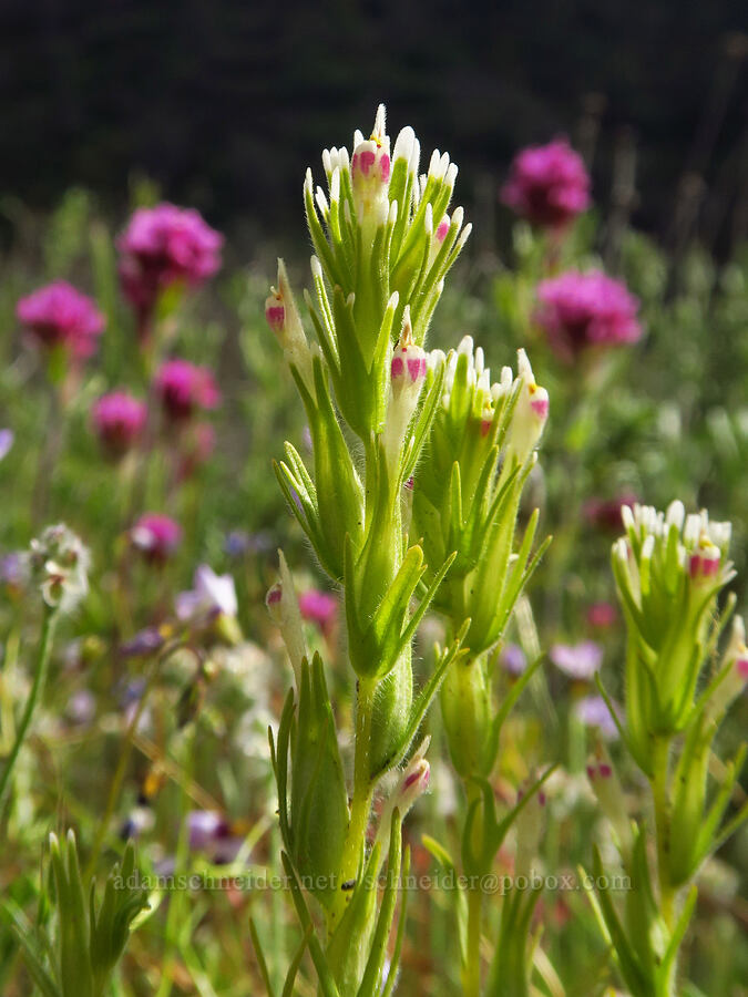 narrow-leaf owl's-clover & purple owl's-clover (Castilleja attenuata (Orthocarpus attenuatus), Castilleja exserta var. exserta (Orthocarpus exsertus)) [Mill Creek Trail, Sequoia National Forest, Kern County, California]