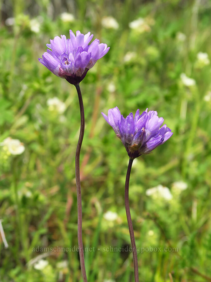 blue dicks (Dipterostemon capitatus (Dichelostemma capitatum)) [Mill Creek Trail, Sequoia National Forest, Kern County, California]