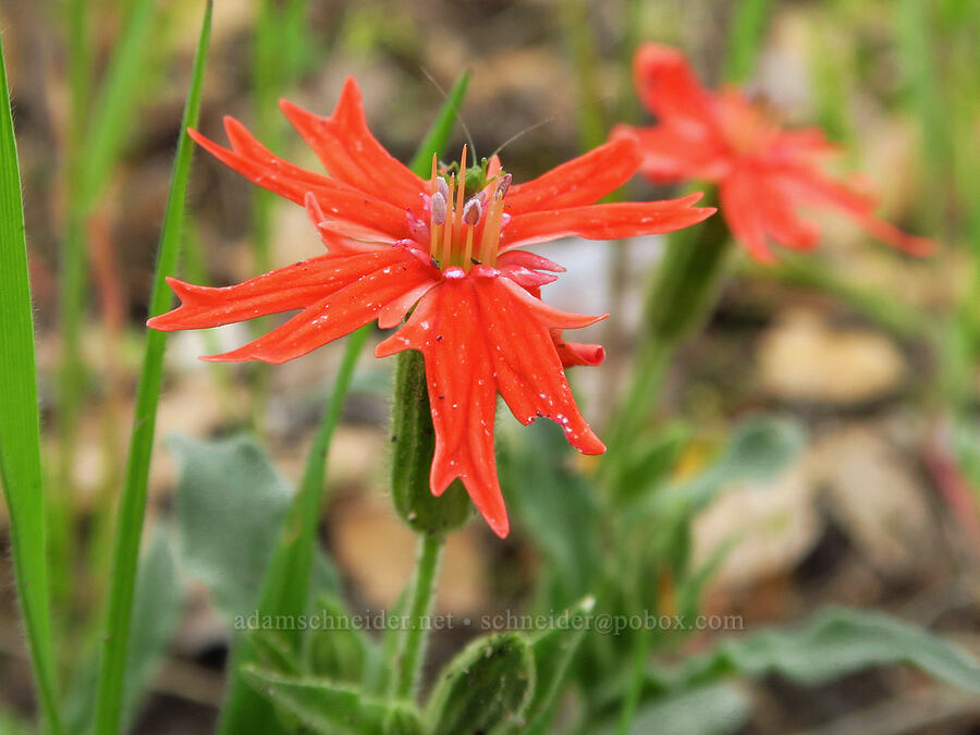 cardinal catchfly (Silene laciniata ssp. californica) [Mill Creek Trail, Sequoia National Forest, Kern County, California]