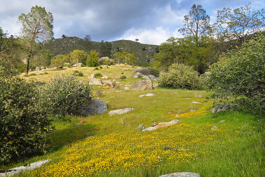 gold-fields & ceanothus (Lasthenia sp., Ceanothus sp.) [Kern Canyon Road, Sequoia National Forest, Kern County, California]