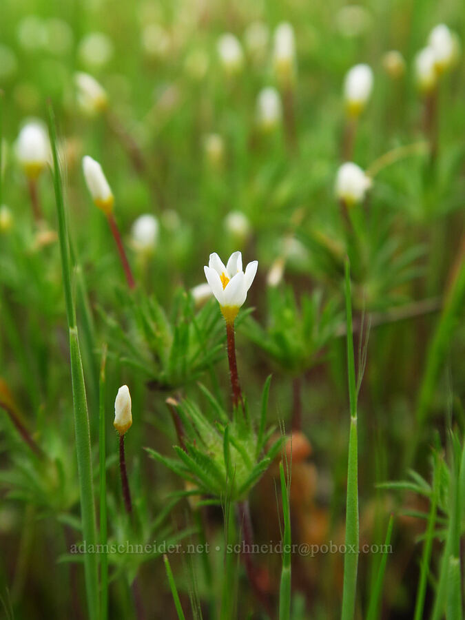 baby-stars (Leptosiphon bicolor (Linanthus bicolor)) [Kern Canyon Road, Sequoia National Forest, Kern County, California]