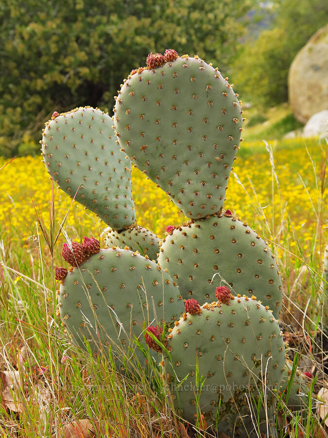 beaver-tail cactus (Opuntia basilaris) [Kern Canyon Road, Sequoia National Forest, Kern County, California]