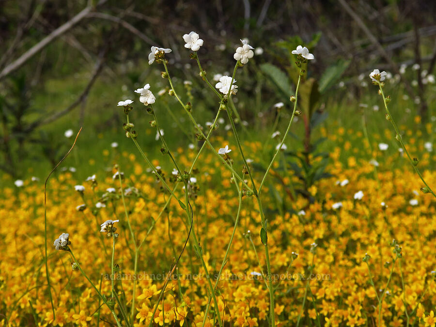 popcorn-flower & gold-fields (Plagiobothrys sp., Lasthenia sp.) [Kern Canyon Road, Sequoia National Forest, Kern County, California]