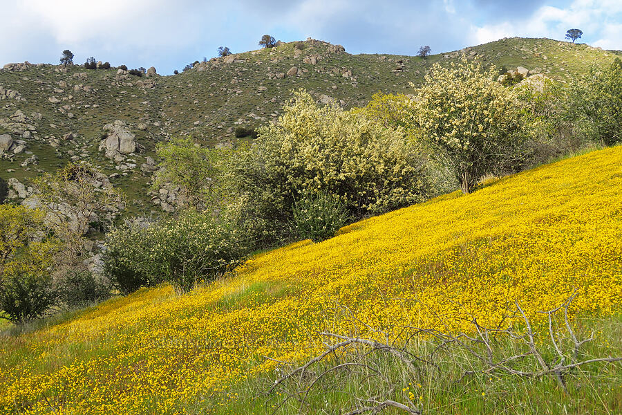 gold-fields & ceanothus (Lasthenia sp., Ceanothus sp.) [Kern Canyon Road, Sequoia National Forest, Kern County, California]