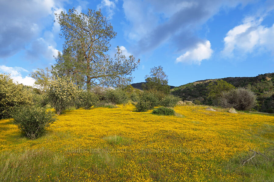 gold-fields & ceanothus (Lasthenia sp., Ceanothus sp.) [Kern Canyon Road, Sequoia National Forest, Kern County, California]