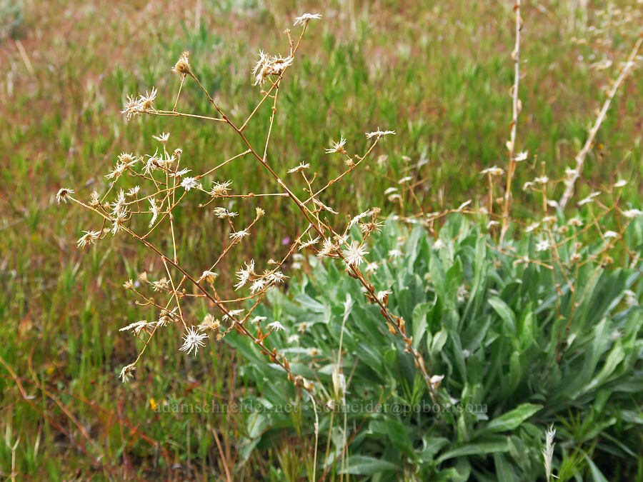 mystery composite with last year's flowers [Kern Canyon Road, Sequoia National Forest, Kern County, California]