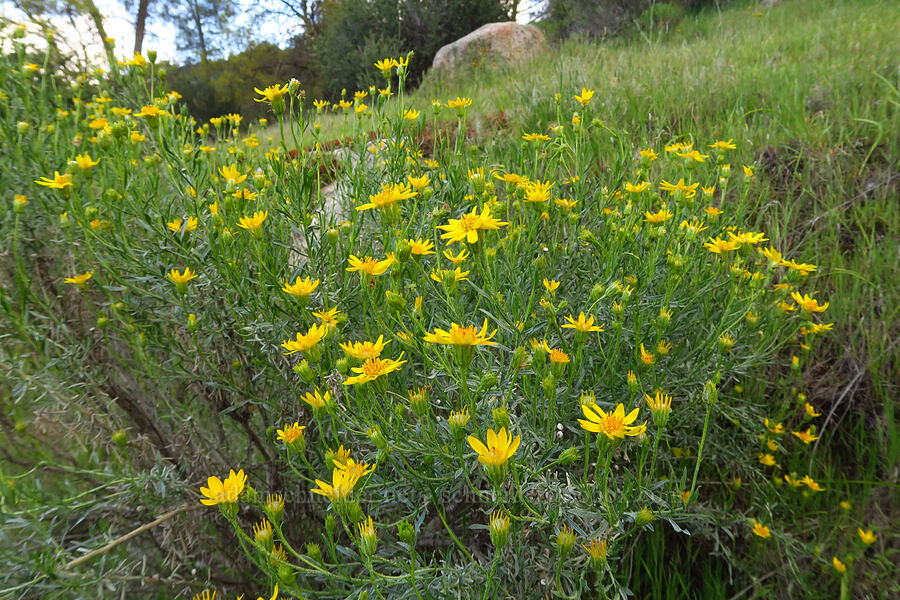 narrow-leaf goldenbush (Ericameria linearifolia (Haplopappus linearifolius)) [Kern Canyon Road, Sequoia National Forest, Kern County, California]